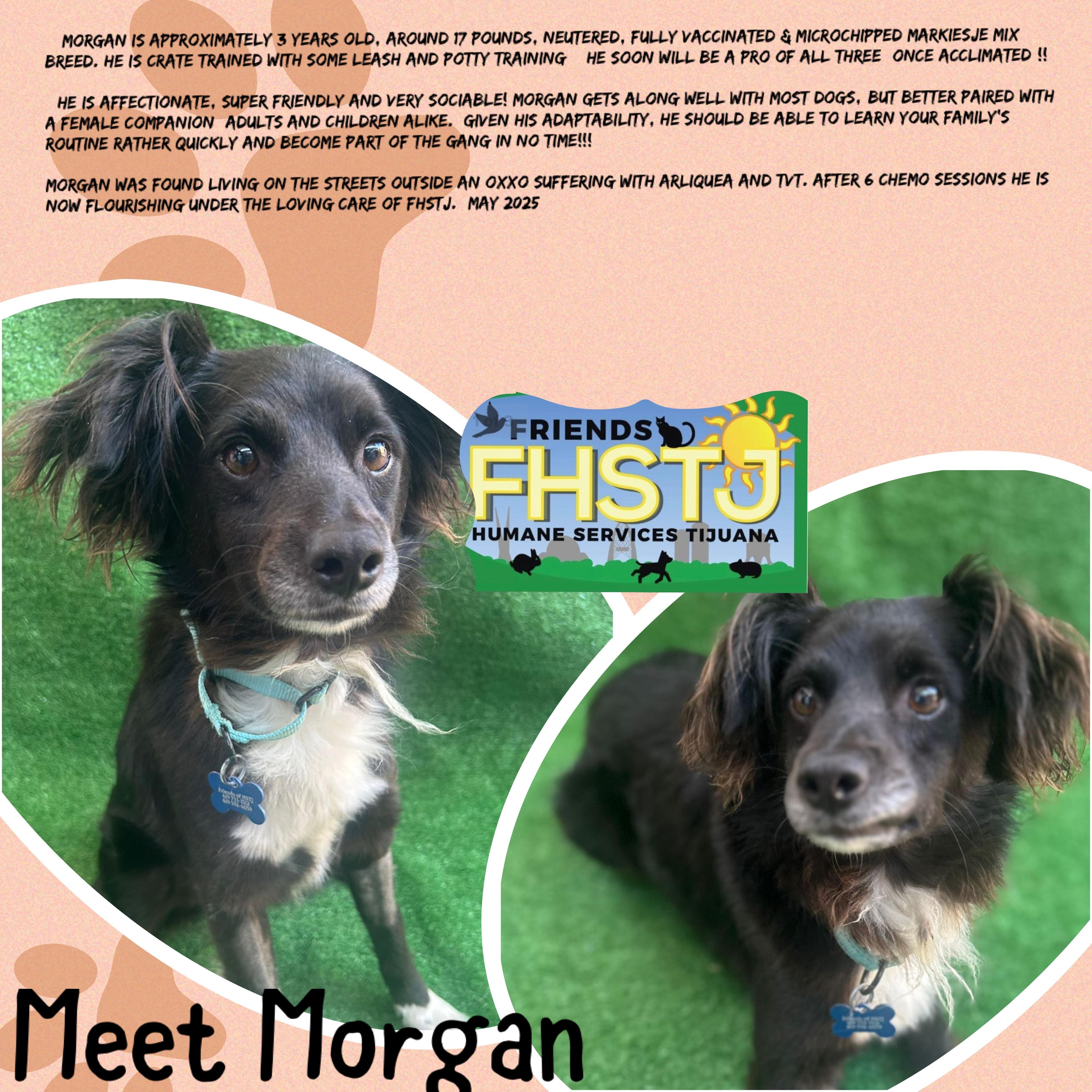 Morgan, an adopted mixed breed in San Ysidro, CA image 4/5