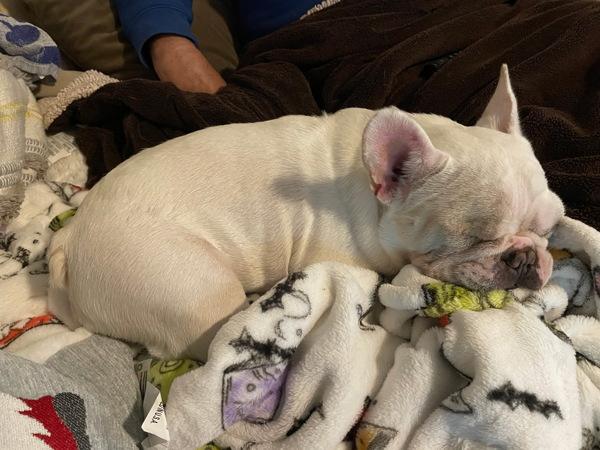 Squishmallow, Adoptable, Adult Female French Bulldog.