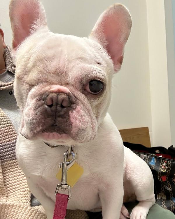 Enlarge Squishmallow, a Adoptable mixed breed in Novato, CA image 2/6