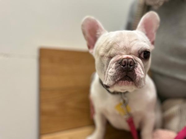 Enlarge Squishmallow, a Adoptable mixed breed in Novato, CA image 3/6