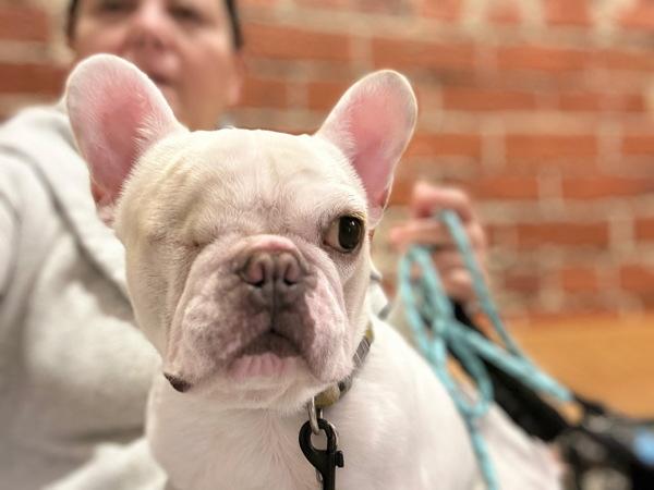 Enlarge Squishmallow, a Adoptable mixed breed in Novato, CA image 4/6