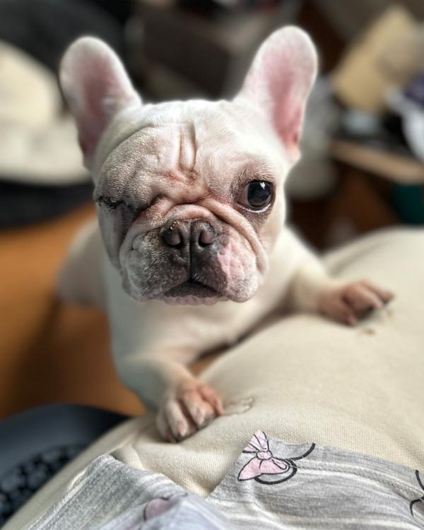 Enlarge Squishmallow, a Adoptable mixed breed in Novato, CA image 5/6