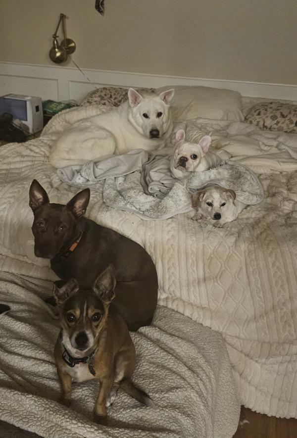 Enlarge Squishmallow, a Adoptable mixed breed in Novato, CA image 6/6