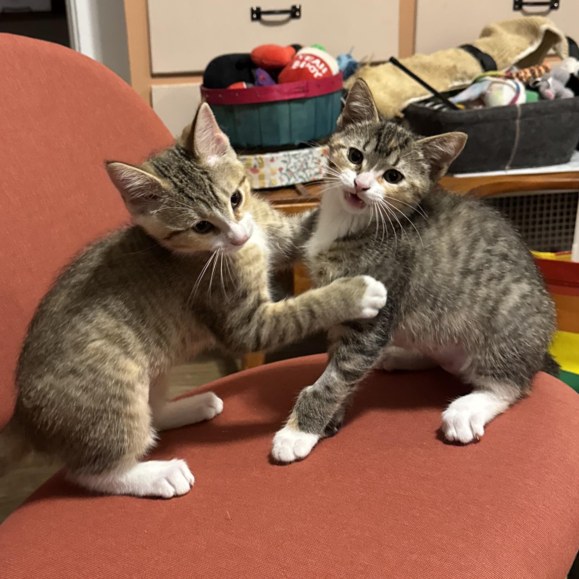 Cirrus & Stratus - The Torbie Clouds!, Baby Female Domestic Short Hair
