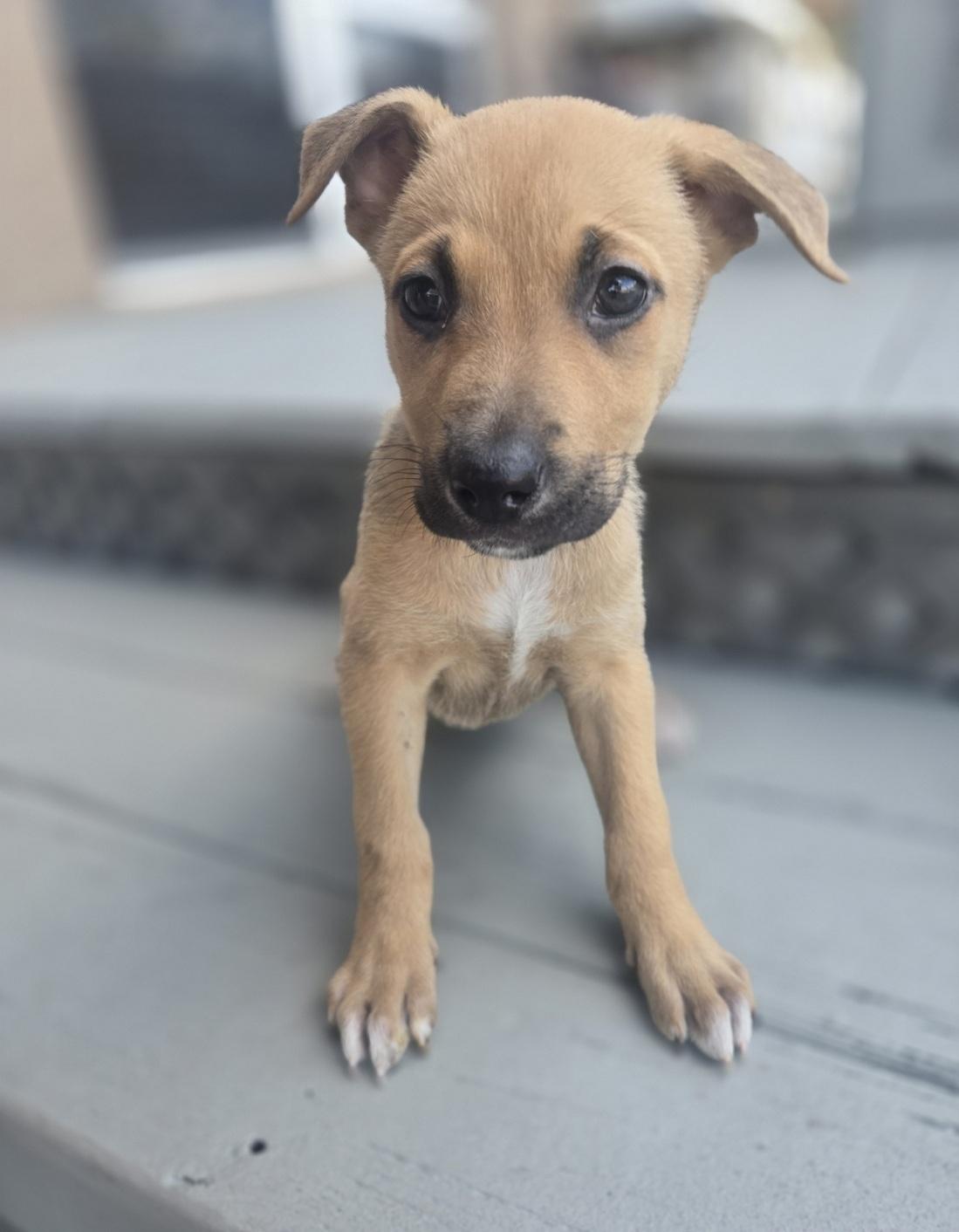 Holly, adoptable, Puppy Female German Shepherd Dog & Husky.