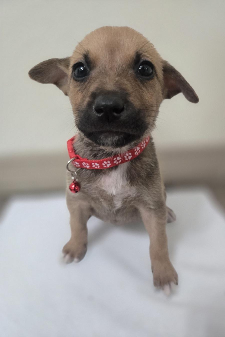 Holly, adoptable, Puppy Female German Shepherd Dog & Husky.