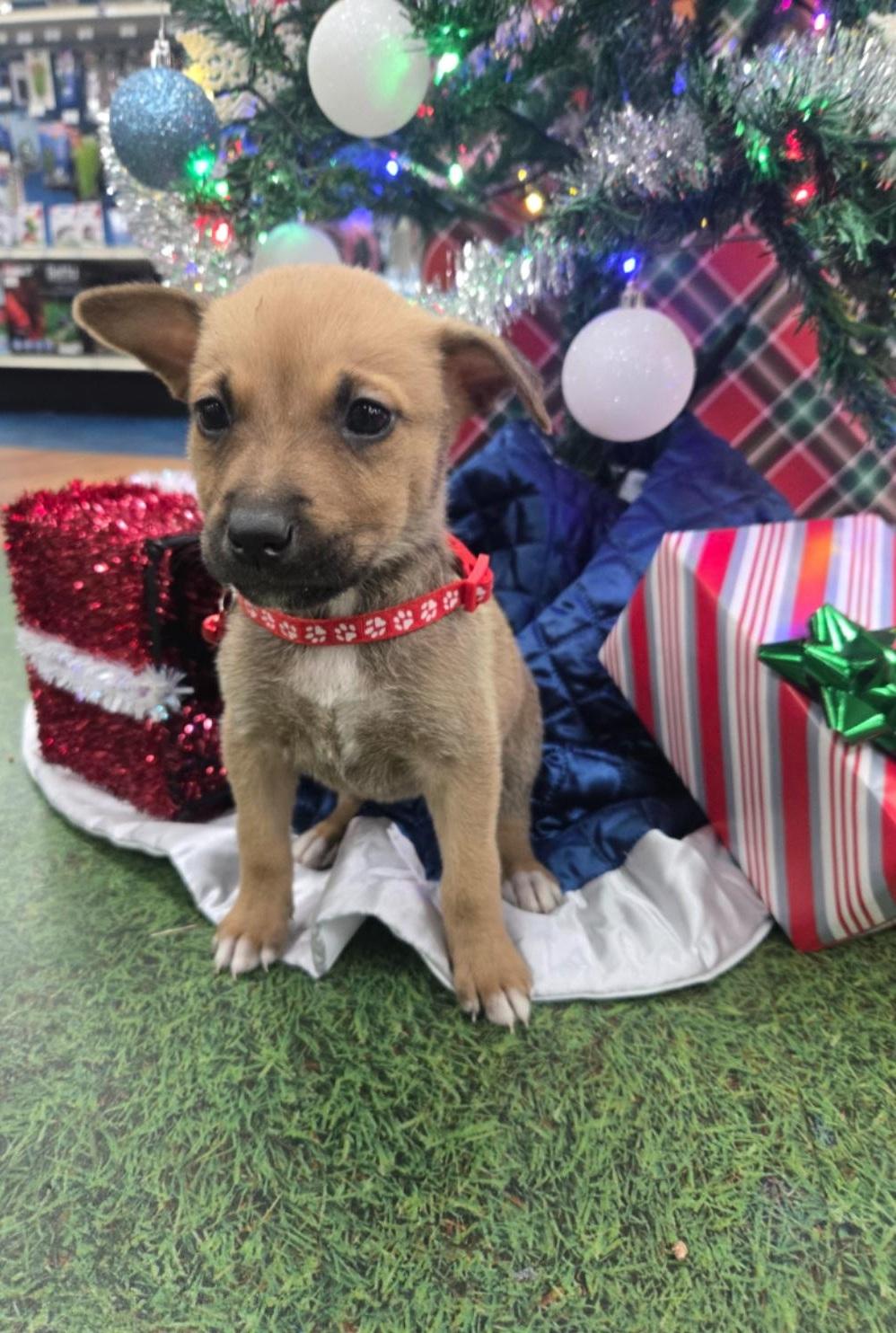 Holly, adoptable, Puppy Female German Shepherd Dog & Husky.