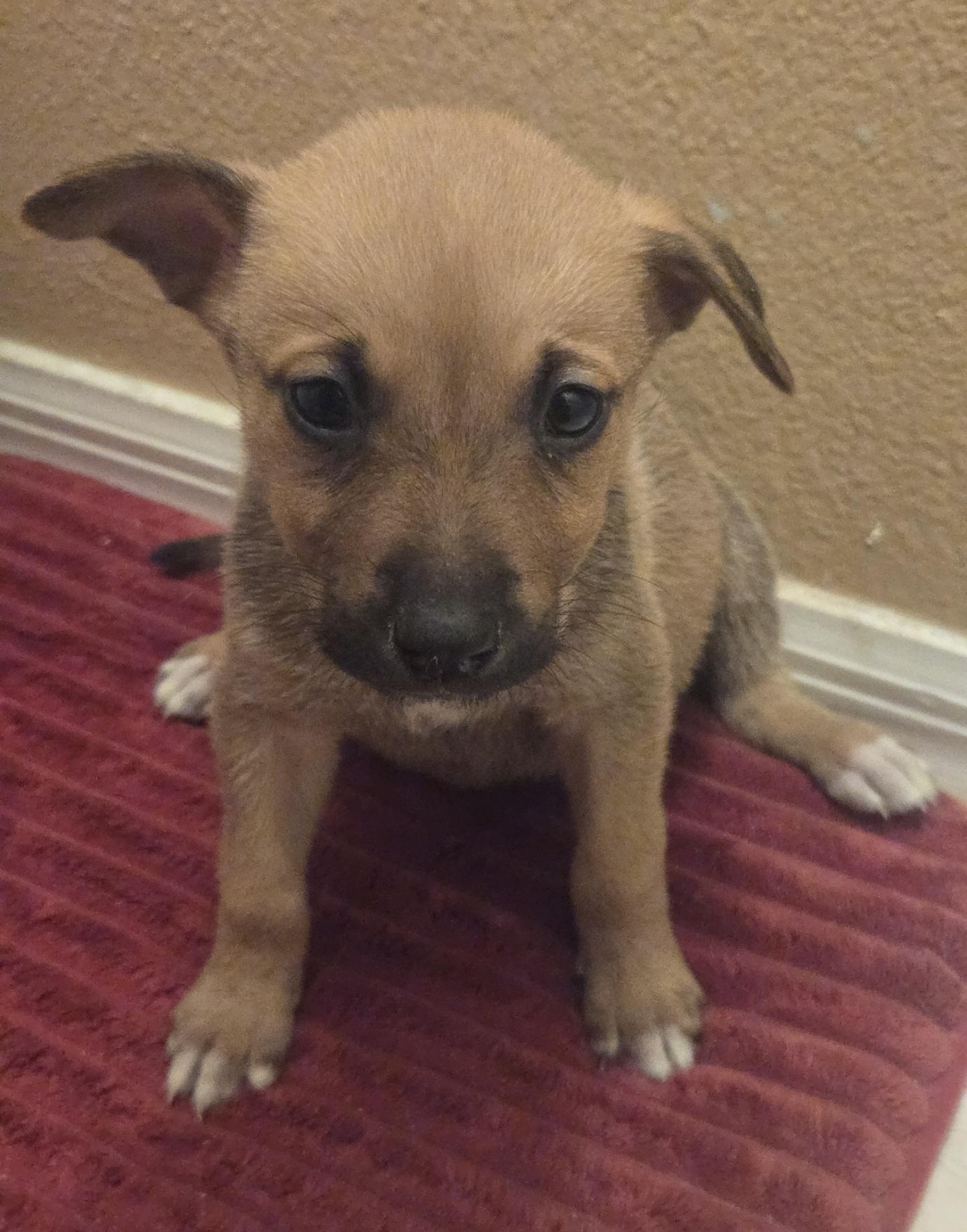 Enlarge Holly, an adoptable mixed breed in Orlando, FL image 2/6