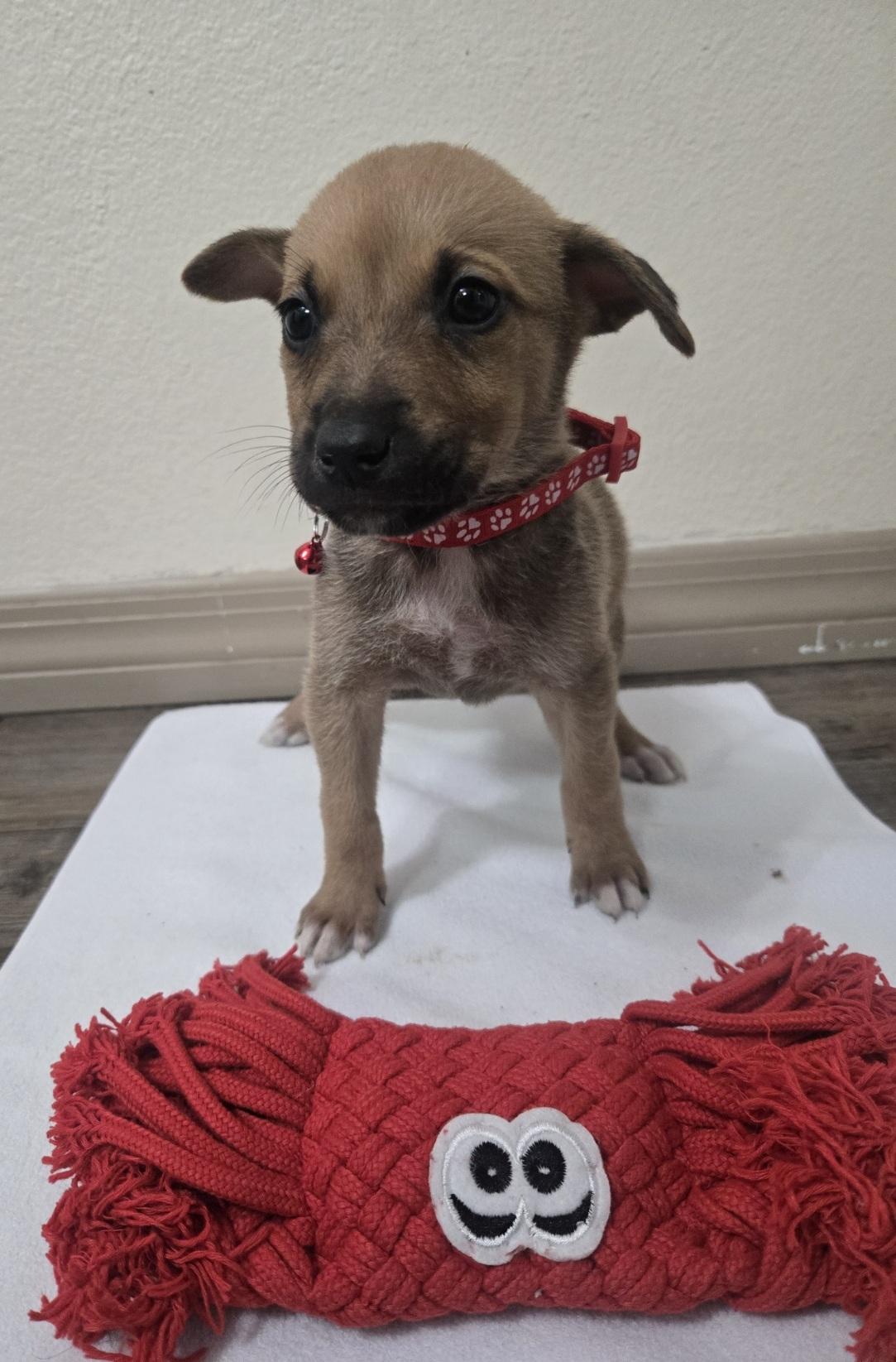 Enlarge Holly, an adoptable mixed breed in Orlando, FL image 5/6