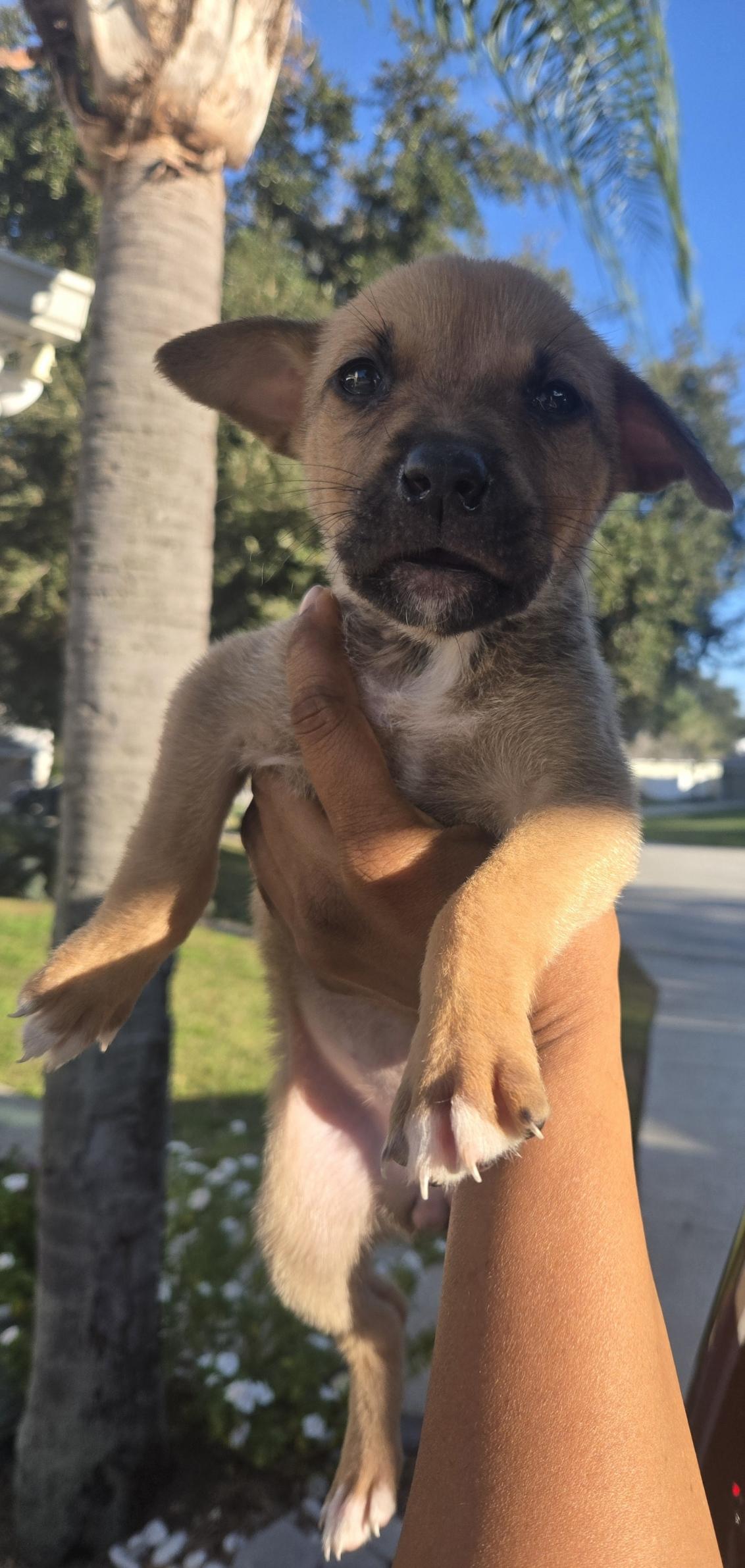 Enlarge Holly, an adoptable mixed breed in Orlando, FL image 6/6