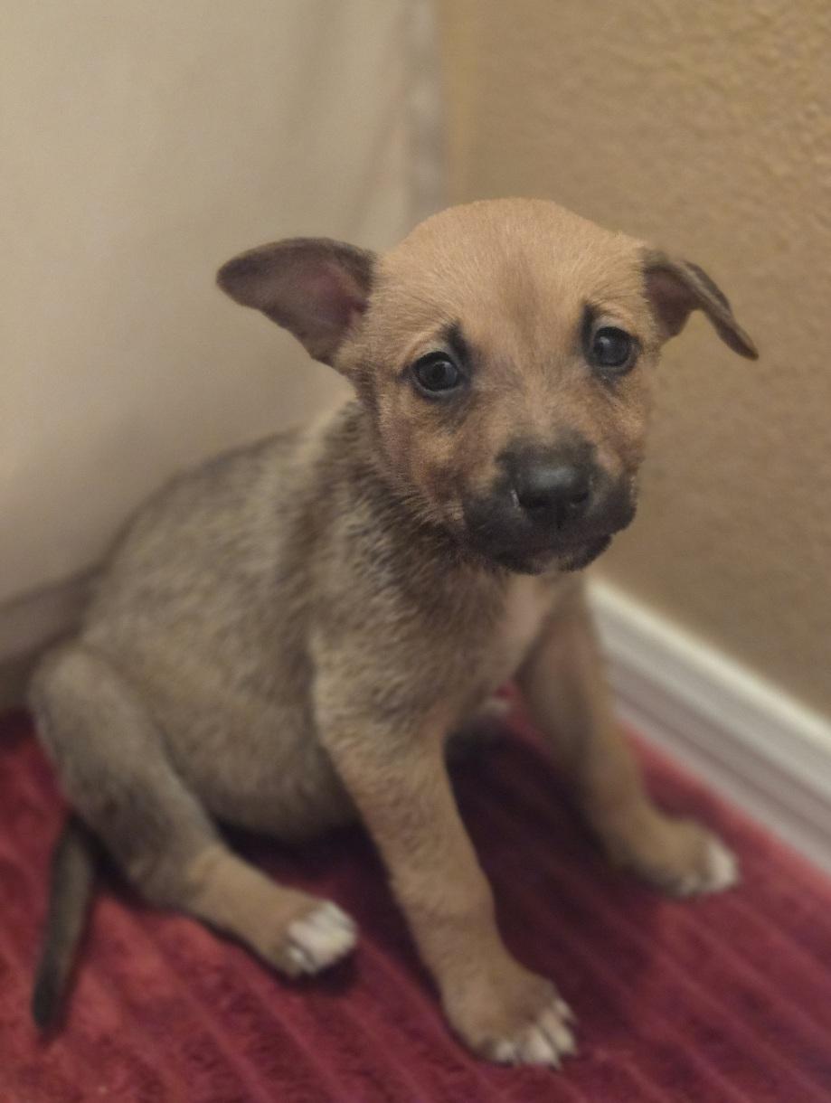 Enlarge Holly, an adoptable mixed breed in Orlando, FL image 3/6