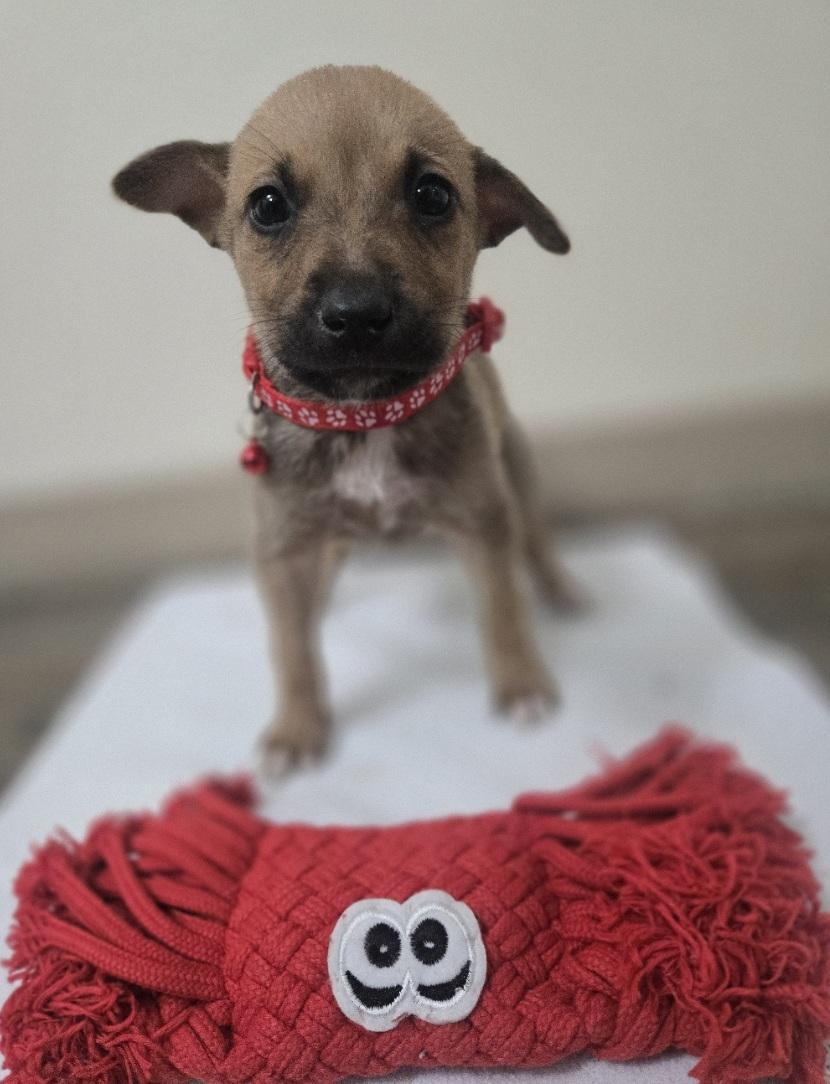 Enlarge Holly, an adoptable mixed breed in Orlando, FL image 4/6