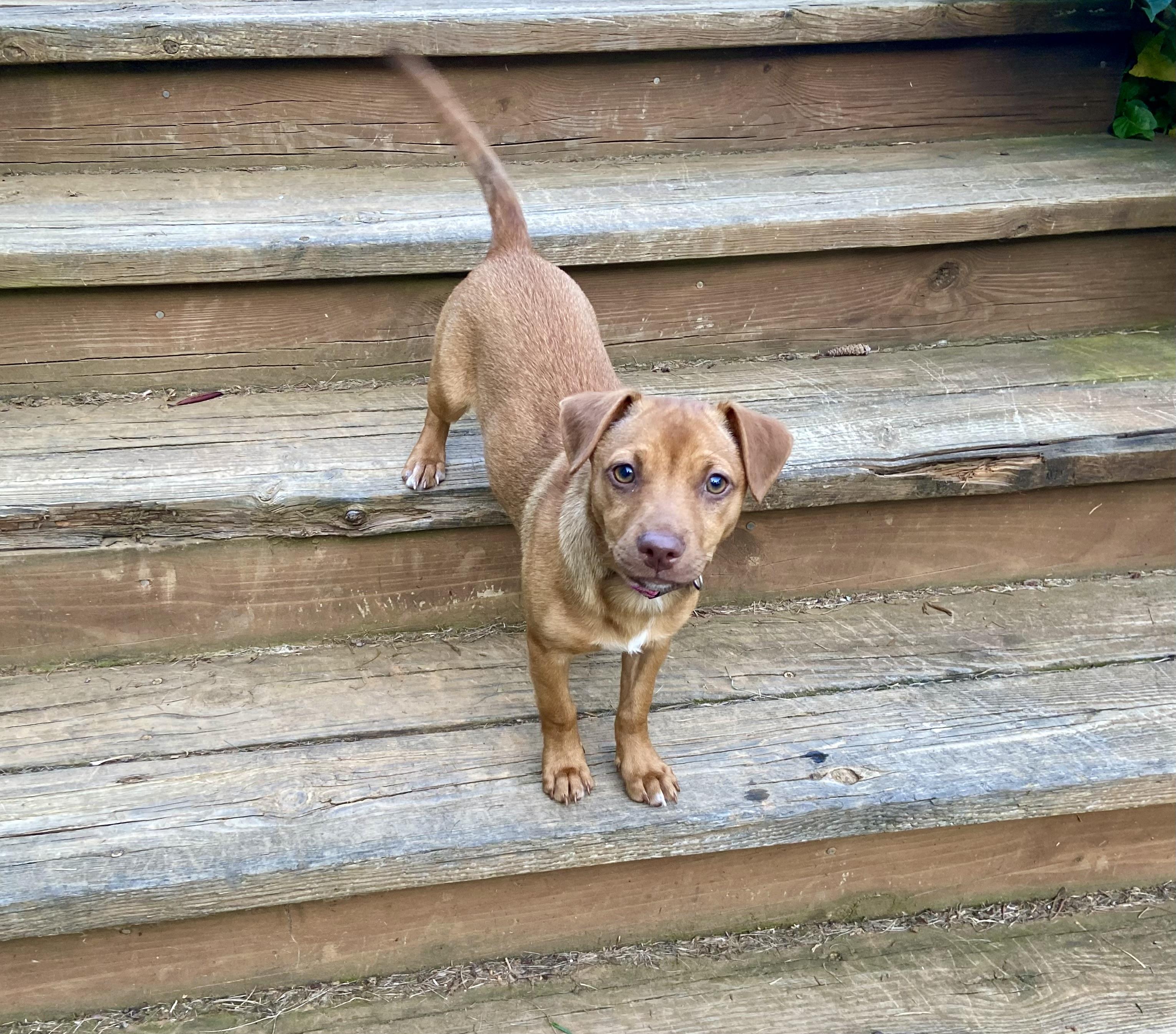 Riley, a Adoptable mixed breed in Leesburg, VA image 4/6