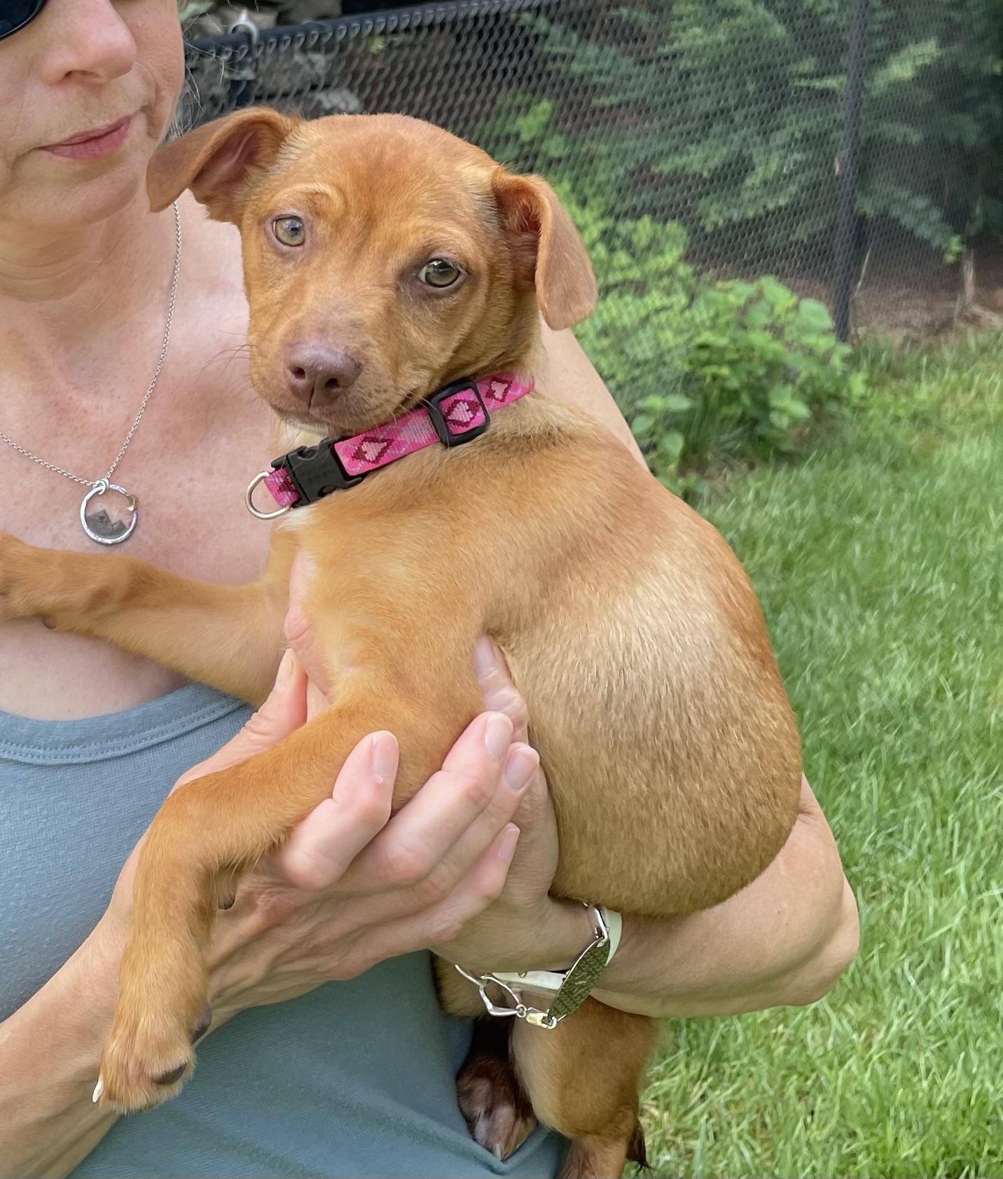 Riley, a Adoptable mixed breed in Leesburg, VA image 5/6