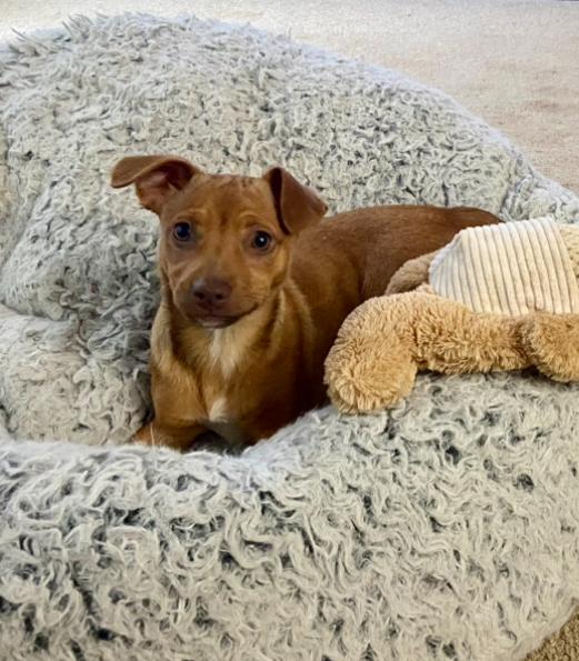 Riley, a Adoptable mixed breed in Leesburg, VA image 6/6