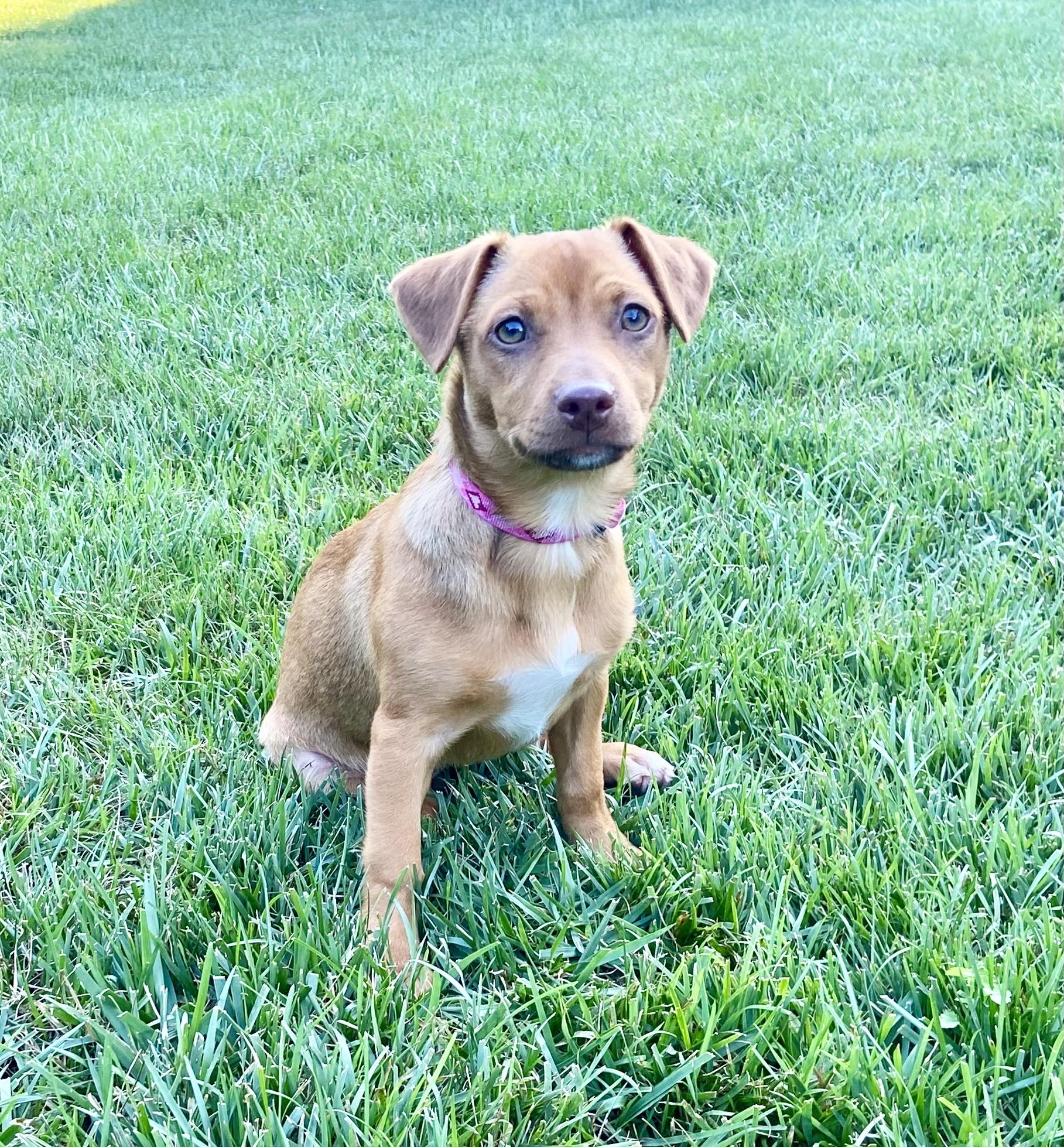 Riley, a Adoptable mixed breed in Leesburg, VA image 1/6