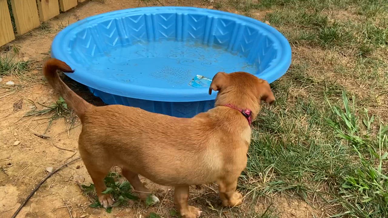 Enlarge Riley, a Adoptable mixed breed in Leesburg, VA video 2/6