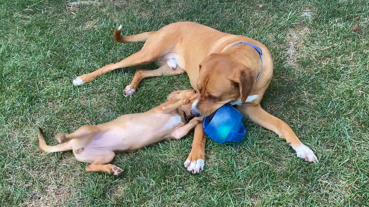 Enlarge Riley, a Adoptable mixed breed in Leesburg, VA video 3/6