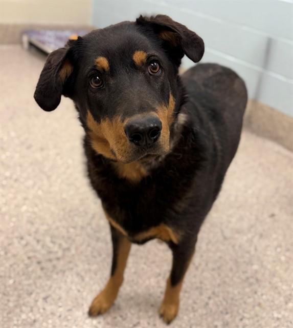 Enlarge LARRY, a Adoptable Rottweiler in Brighton, CO image 1/1