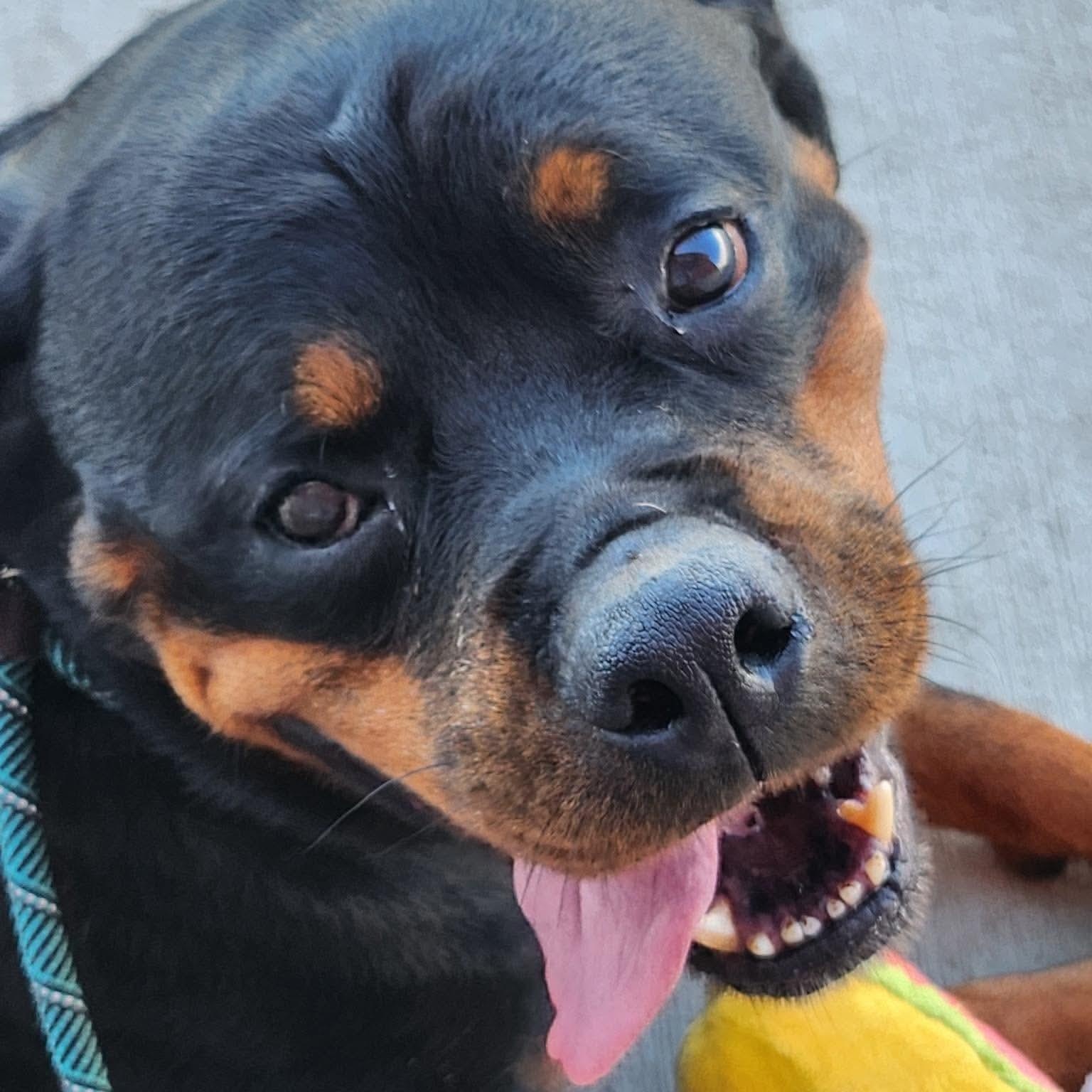 Eleanor in foster care, ADOPTABLE, Adult Female Rottweiler.
