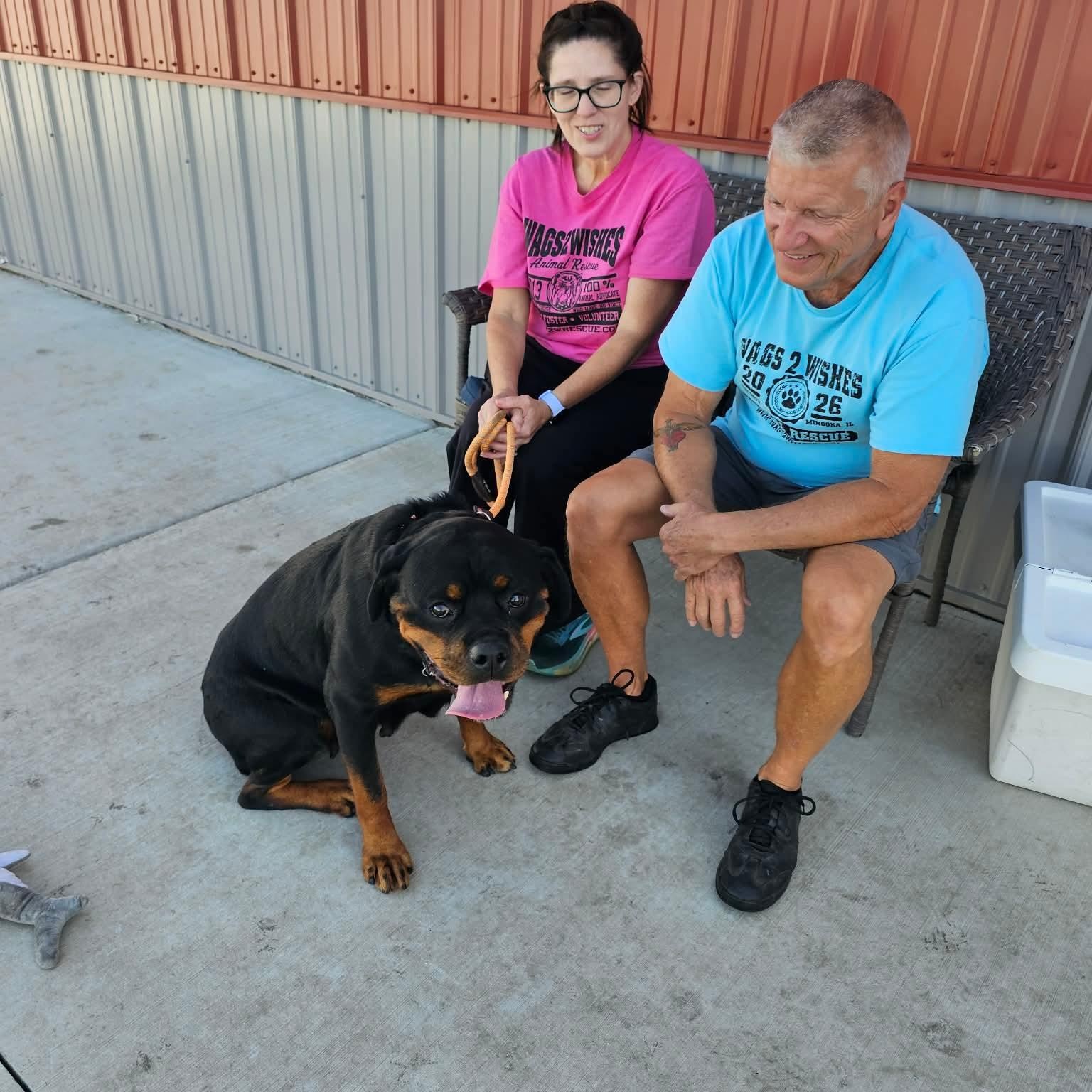 Eleanor in foster care, a ADOPTABLE Rottweiler in Minooka, IL image 3/3