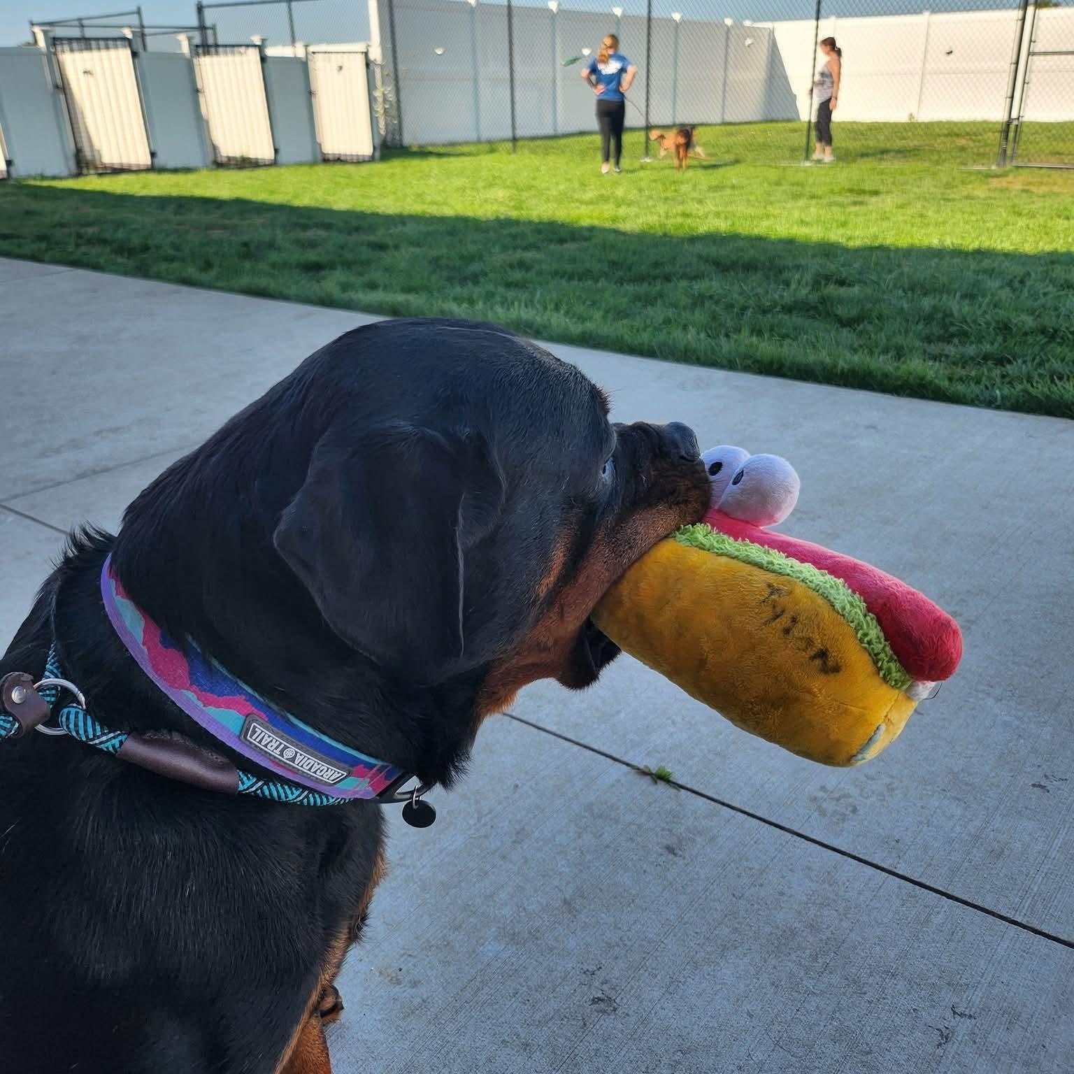 Eleanor in foster care, a ADOPTABLE Rottweiler in Minooka, IL image 2/3