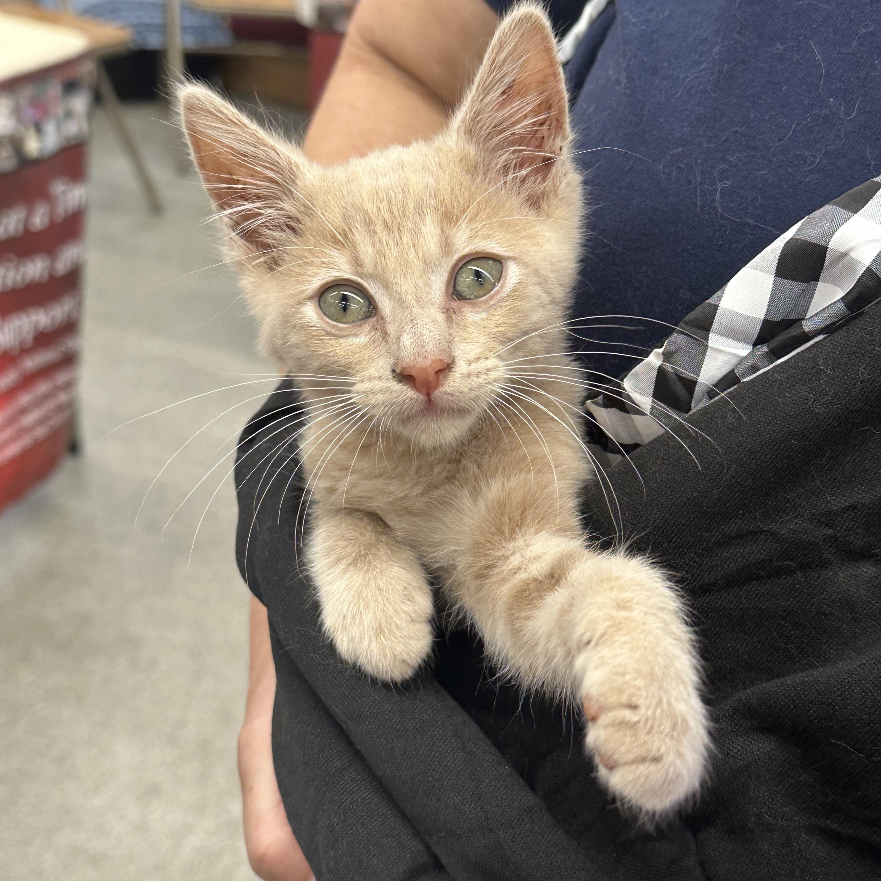Butters, a Adoptable mixed breed in Sacramento, CA image 6/6