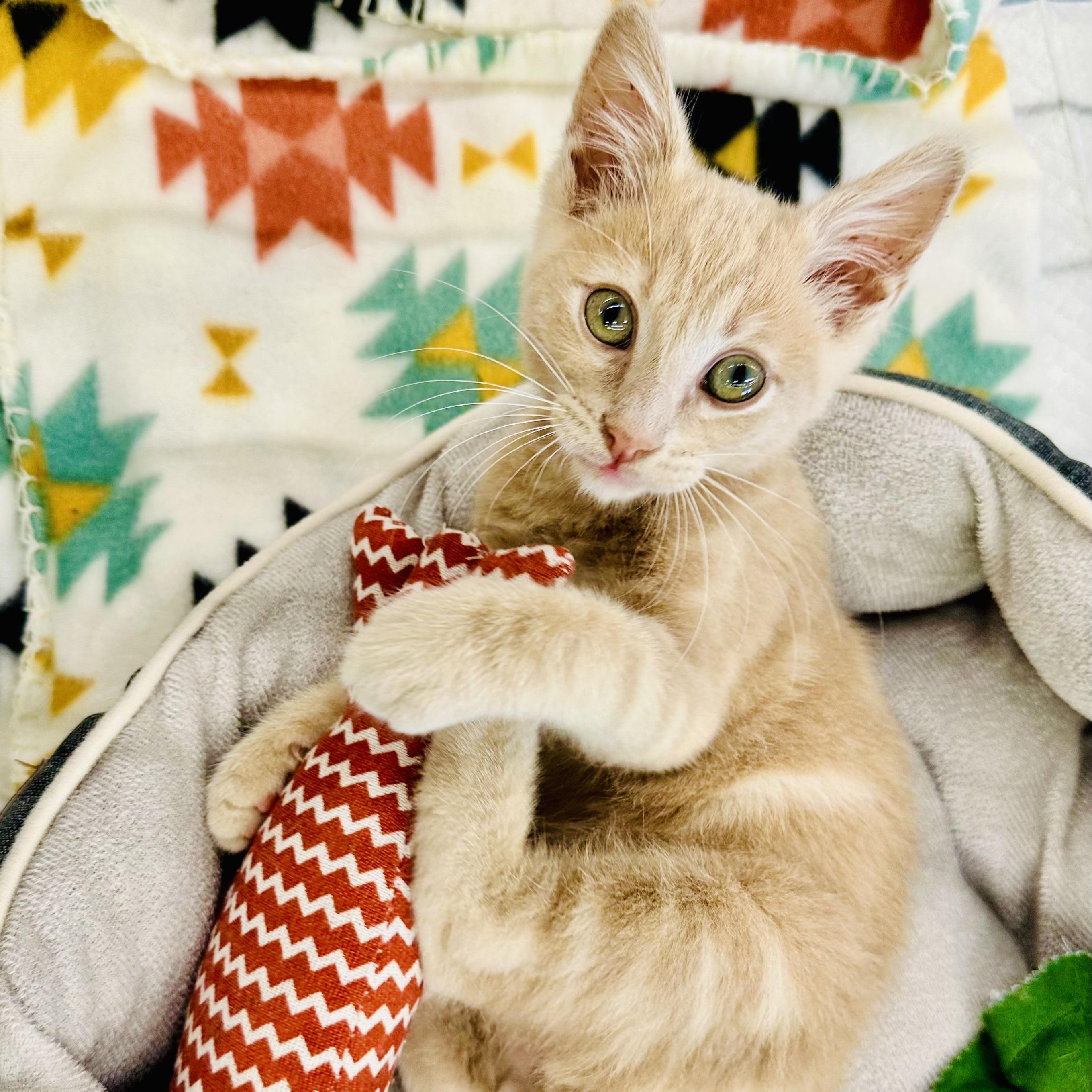 Butters, Adoptable, Kitten Male American Shorthair & Tabby.