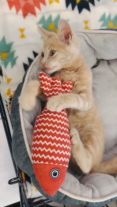 Enlarge Butters, a Adoptable mixed breed in Sacramento, CA video 5/6