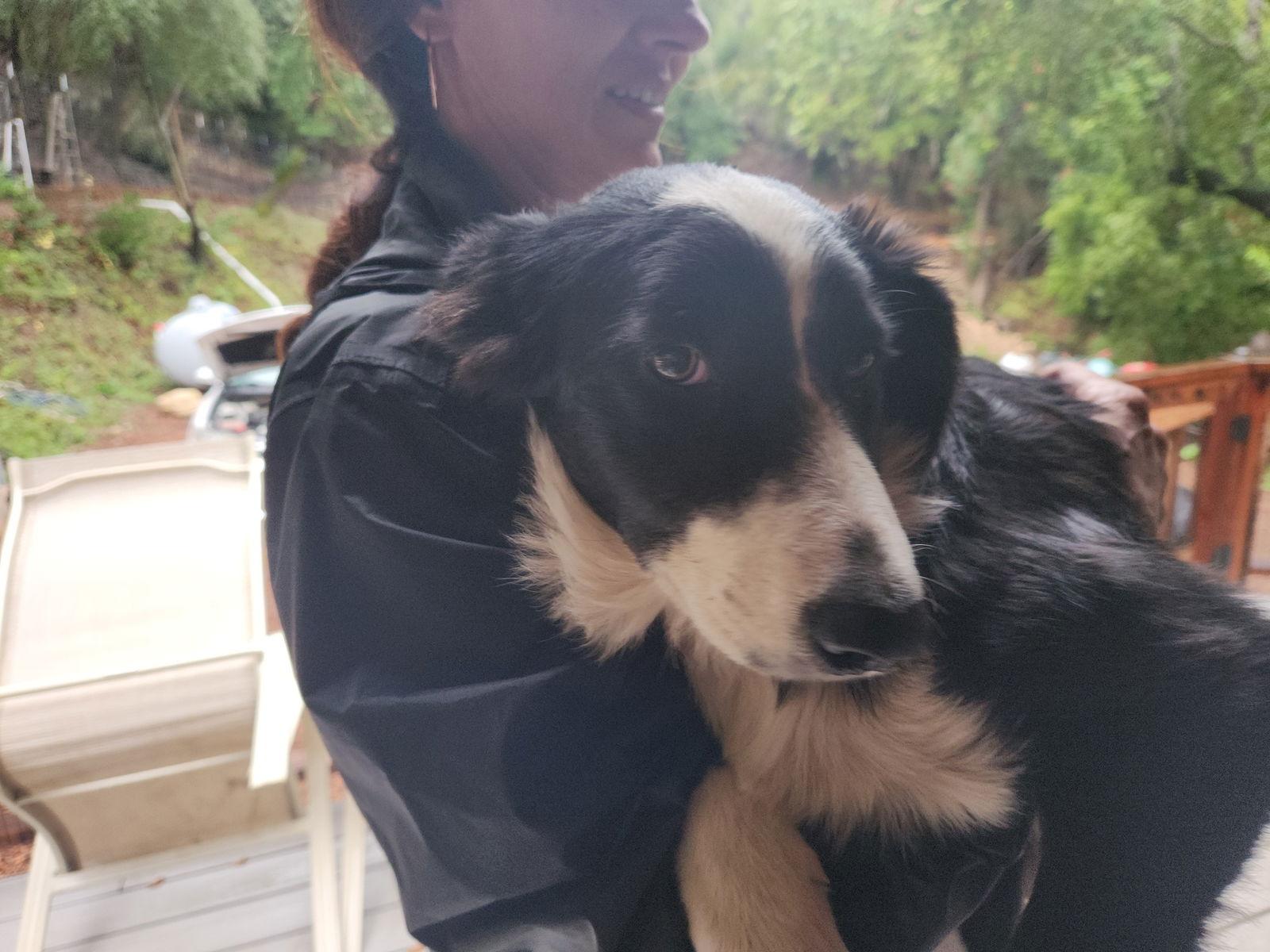 Enlarge Pearl, a Adoptable mixed breed in Paso Robles, CA image 2/2