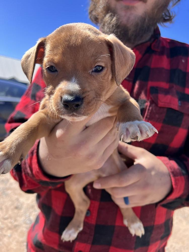 Enlarge Monkey, a Adoptable mixed breed in Cortez, CO image 1/2