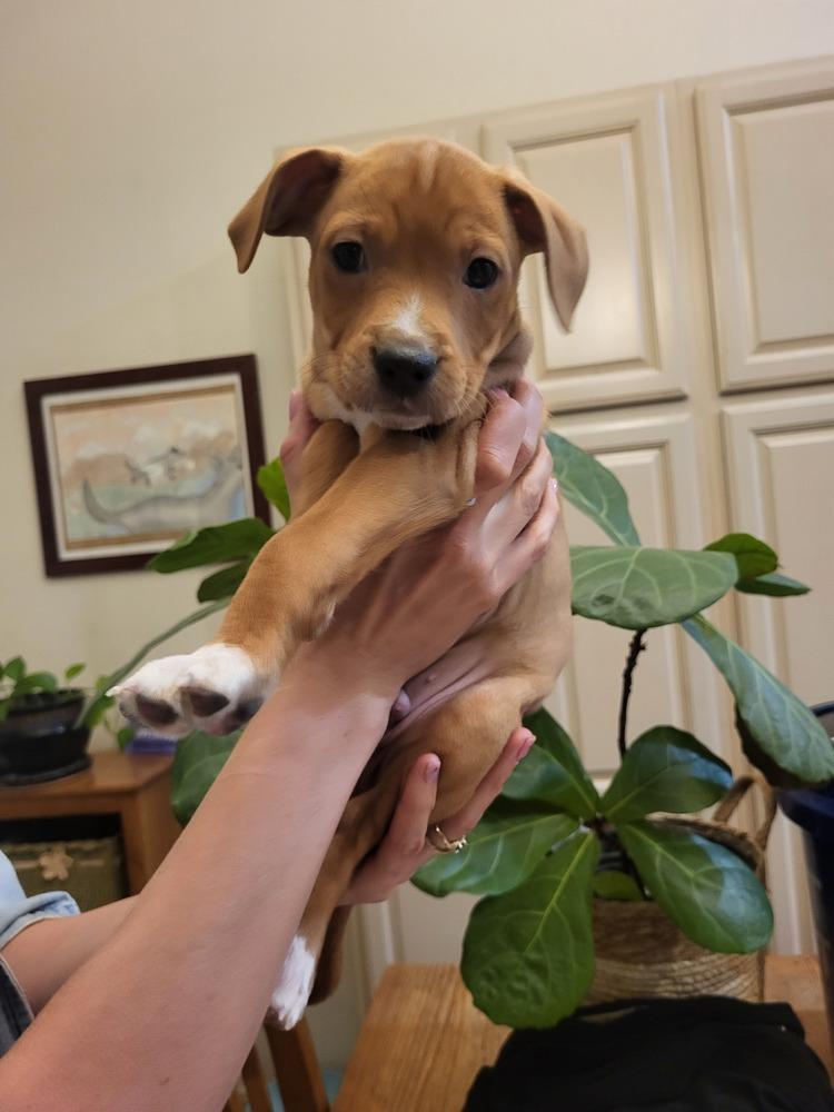 Enlarge Monkey, a Adoptable mixed breed in Cortez, CO image 2/2