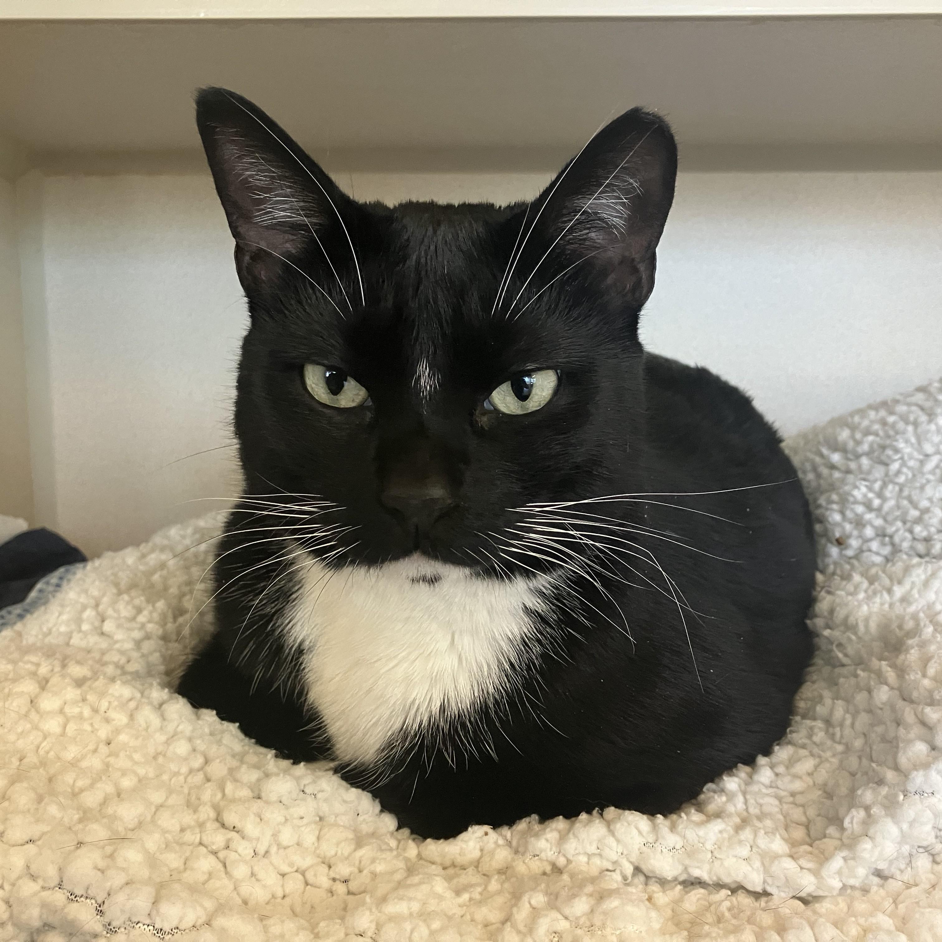 Enlarge King, an adopted Domestic Short Hair in Eatontown, NJ image 1/3