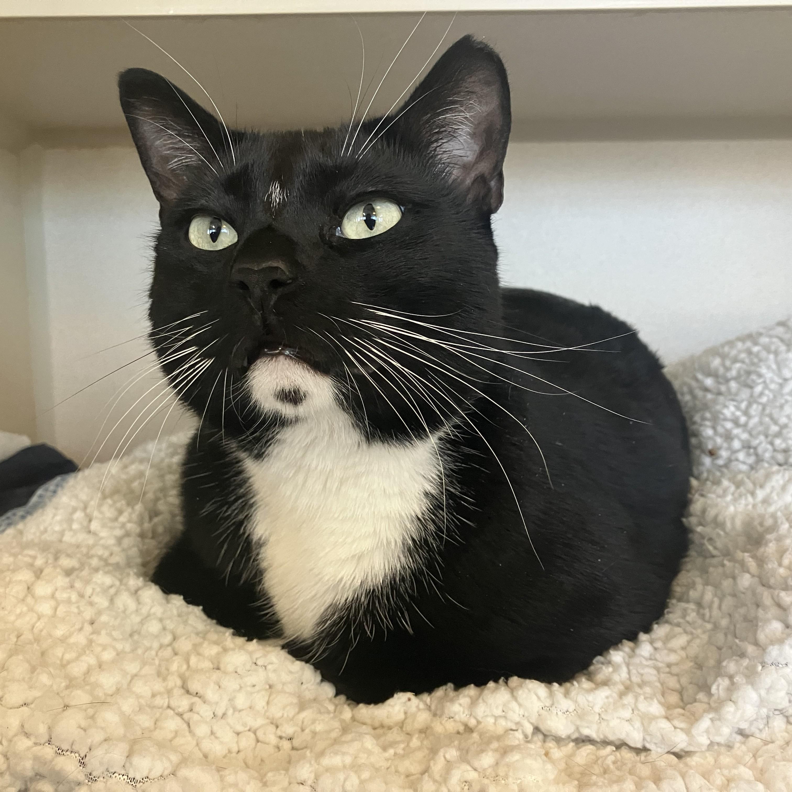 Enlarge King, an adopted Domestic Short Hair in Eatontown, NJ image 2/3