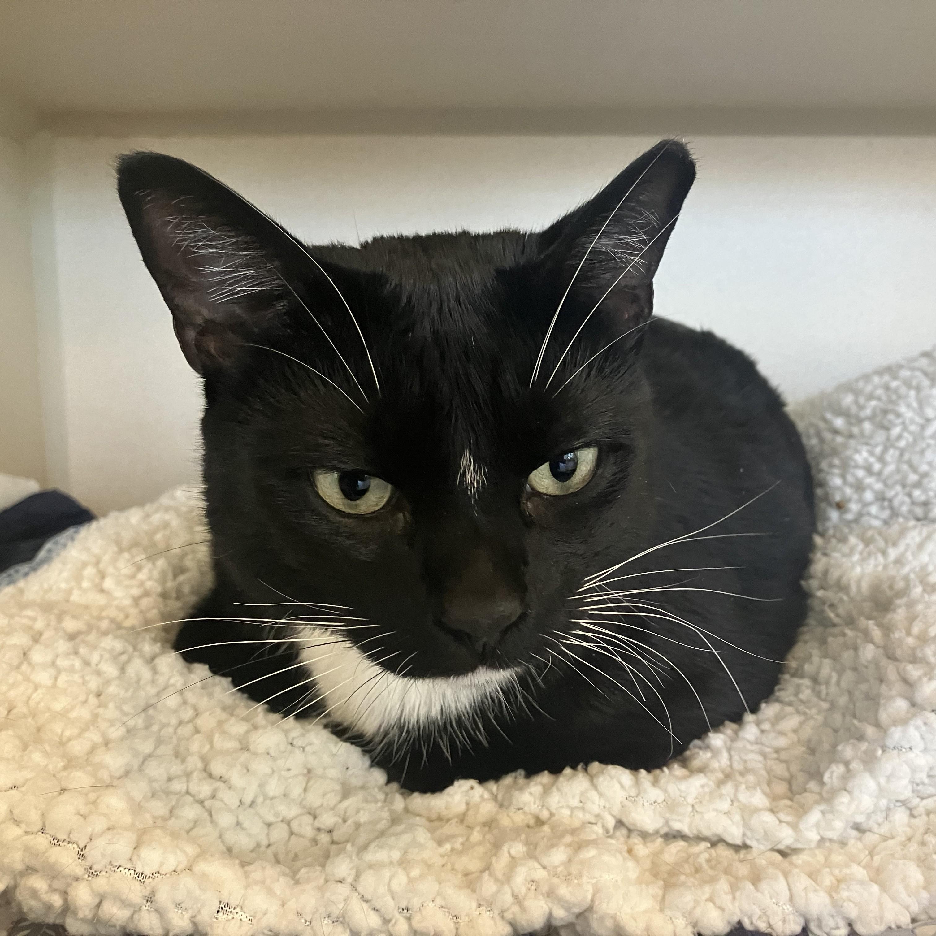 Enlarge King, an adopted Domestic Short Hair in Eatontown, NJ image 3/3