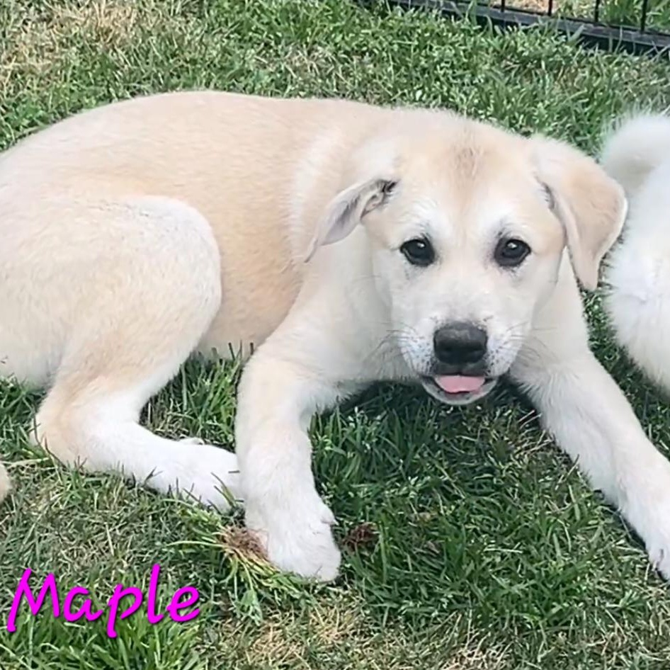 Maple Birch, adopted, Puppy Female Great Pyrenees & Anatolian Shepherd.