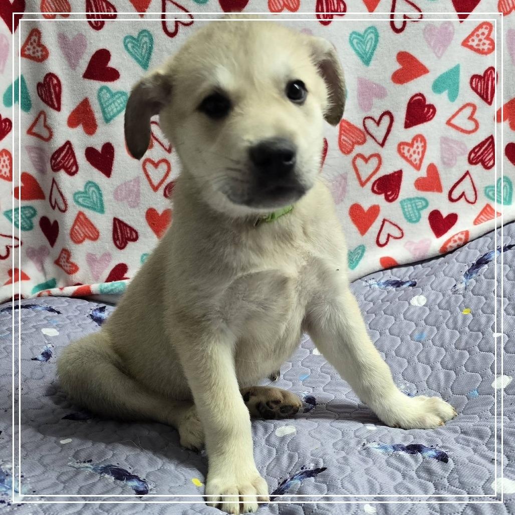 Enlarge Maple Birch, an adopted mixed breed in Atlanta, GA image 2/3