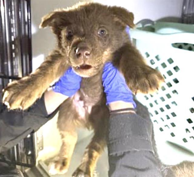 A651262 — thumbnail 2