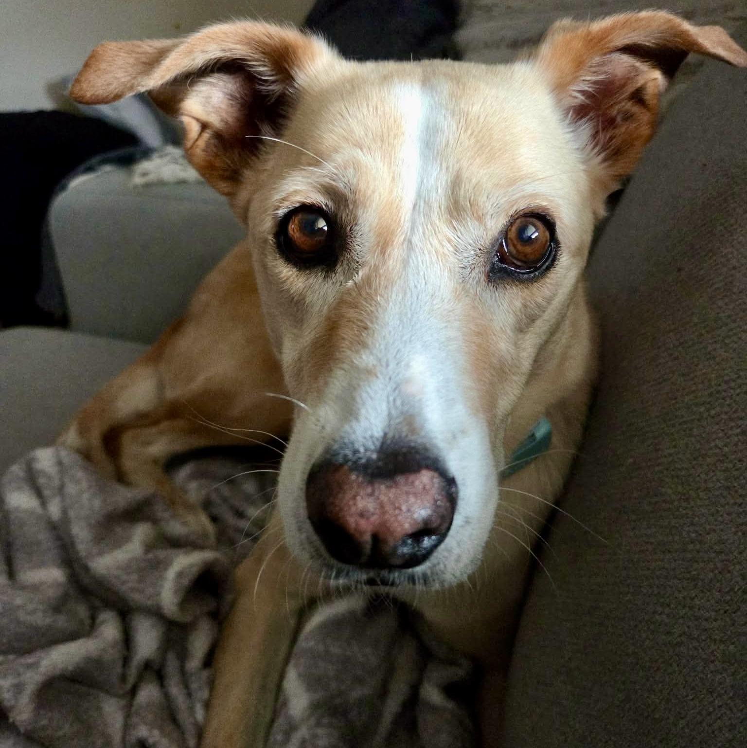 Enlarge Vanilla, a ADOPTABLE mixed breed in Toronto, ON image 3/6