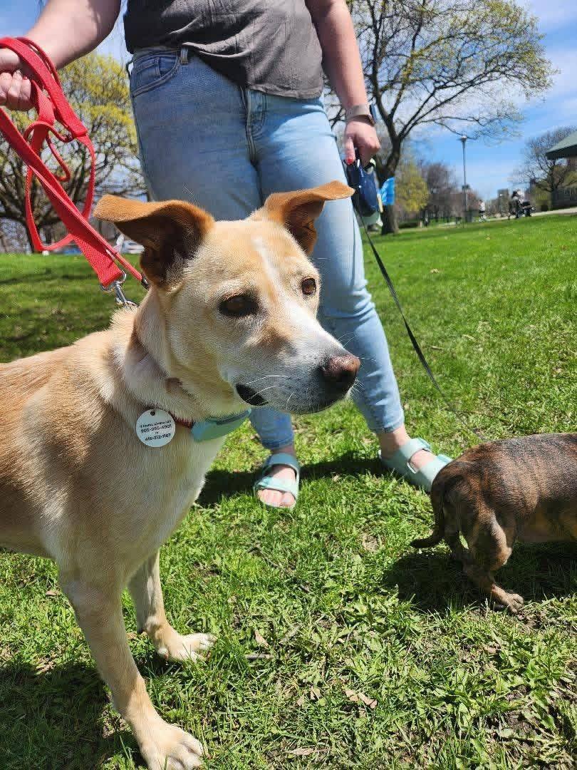 Enlarge Vanilla, a ADOPTABLE mixed breed in Toronto, ON image 4/6