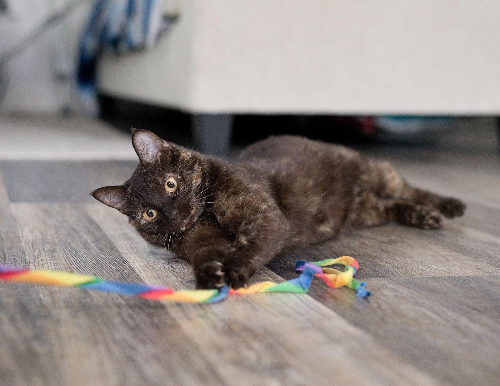 Enlarge Truffle, a Adopted Domestic Short Hair in Oakland, CA image 1/3