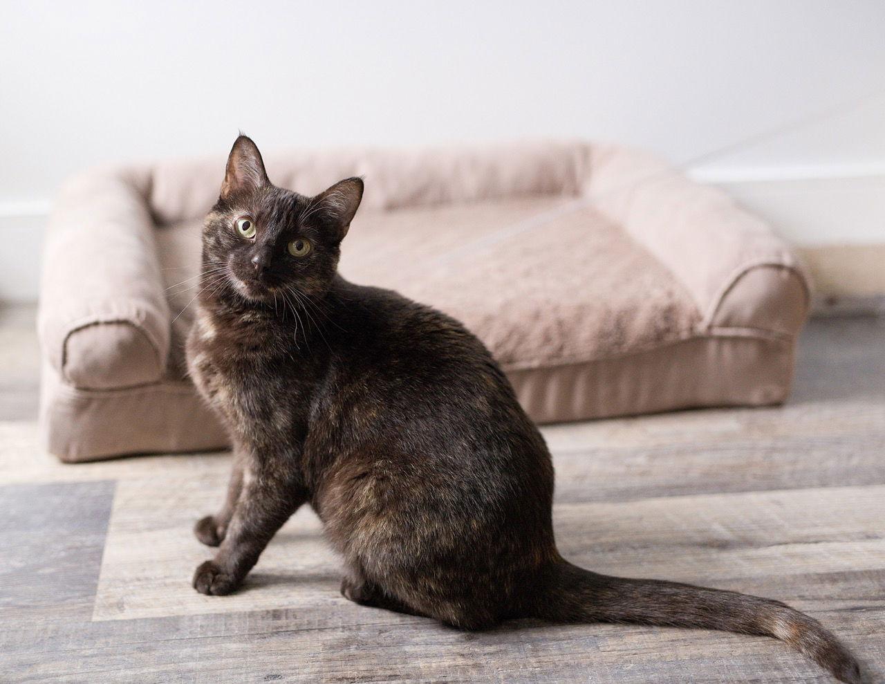 Truffle, a Adoptable Domestic Short Hair in Oakland, CA image 3/3