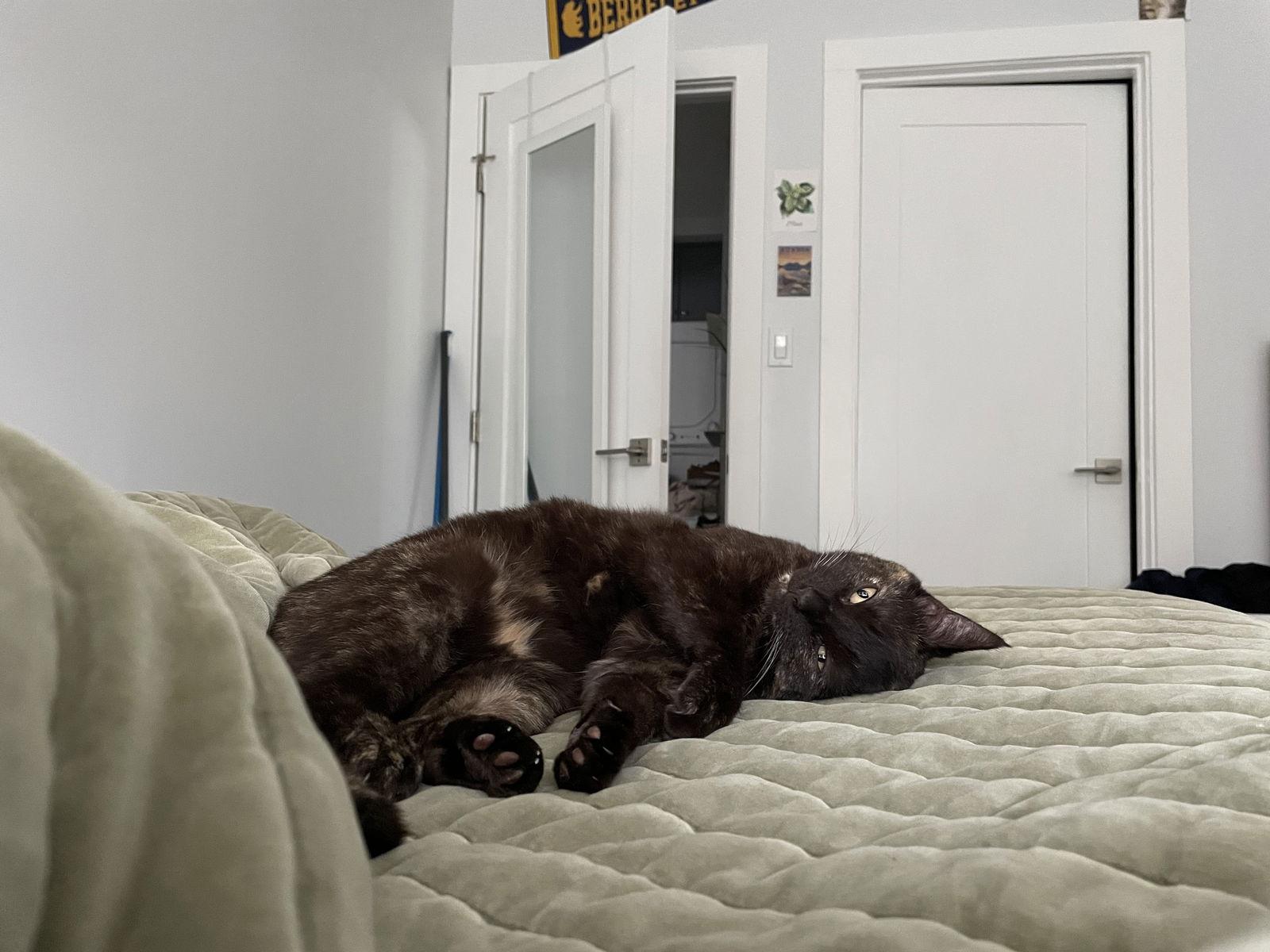 Enlarge Truffle, a Adopted Domestic Short Hair in Oakland, CA image 2/3