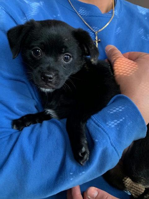 Sweet Pea, adoptable, Puppy Female Chihuahua.