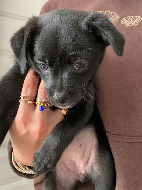 Enlarge Sweet Pea, an adoptable mixed breed in Los Angeles, CA image 6/6
