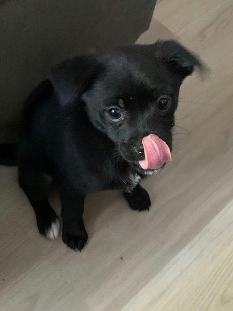 Enlarge Sweet Pea, an adoptable mixed breed in Los Angeles, CA image 5/6