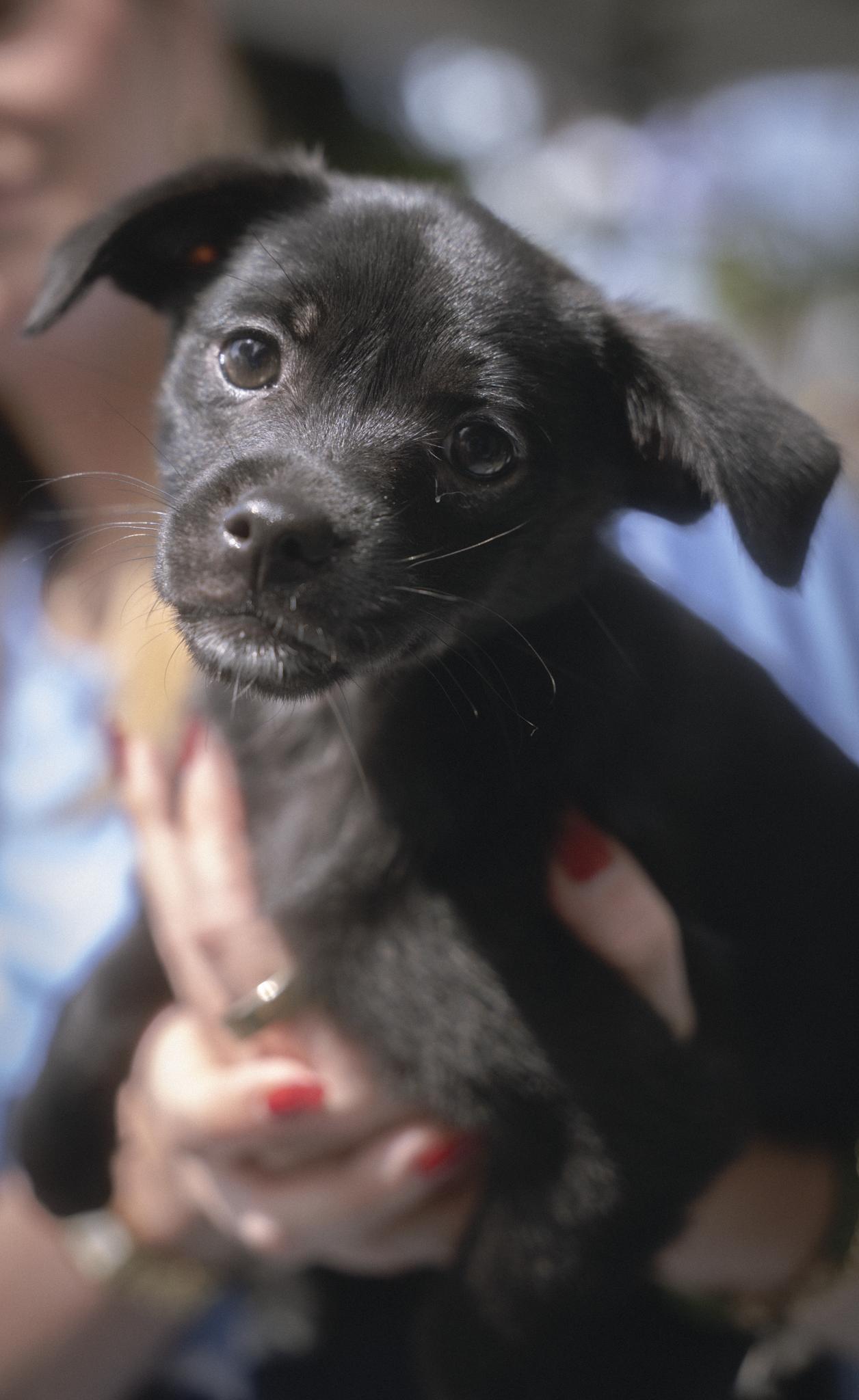 Sweet Pea, adoptable, Puppy Female Chihuahua.