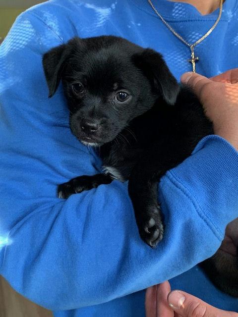 Enlarge Sweet Pea, an adoptable mixed breed in Los Angeles, CA image 4/6