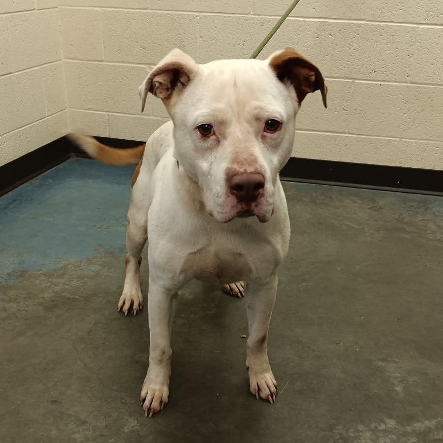 Enlarge Bo, a Adoptable Mixed Breed in Memphis, TN image 1/4