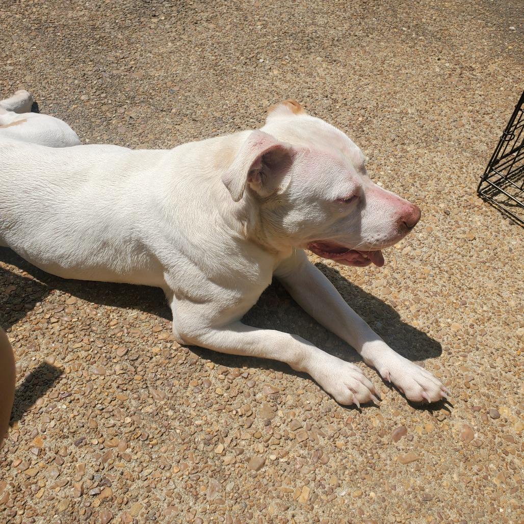 Enlarge Bo, a Adoptable Mixed Breed in Memphis, TN image 2/4